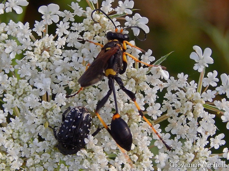 Sceliphron caementarium